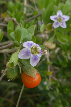 European Boxthorn