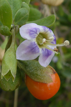 European Boxthorn