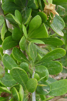 European Boxthorn