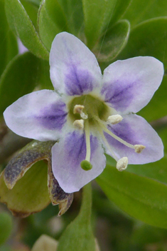 European Boxthorn