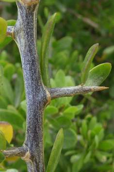 European Boxthorn