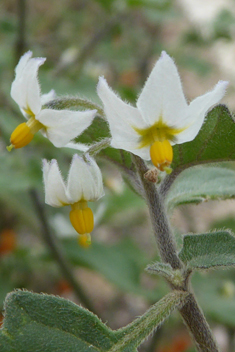 Red Nightshade