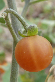 Red Nightshade