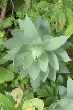 Narrow-leaved Glaucous Spurge