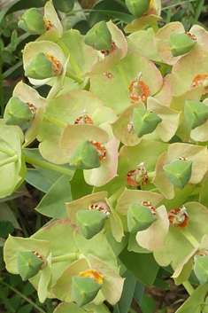 Narrow-leaved Glaucous Spurge