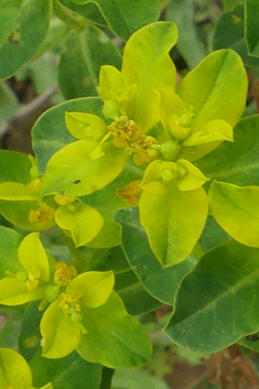 Balkan Spurge