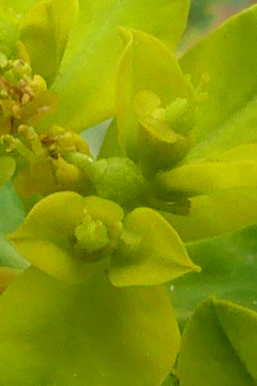 Balkan Spurge