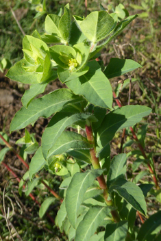 Pubescent Spurge