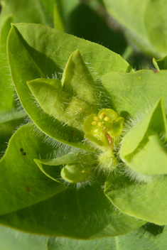 Pubescent Spurge