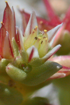 Tufted Stonecrop