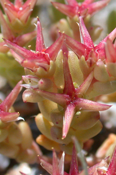 Tufted Stonecrop