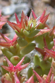 Tufted Stonecrop