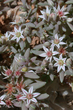 Spanish Stonecrop