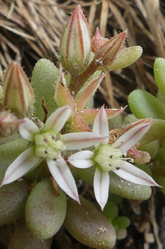 Spanish Stonecrop