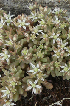 Spanish Stonecrop