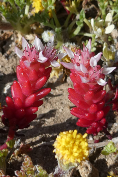 Sedum confertiflorum