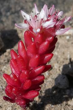 Sedum confertiflorum