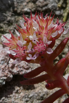 Sedum confertiflorum