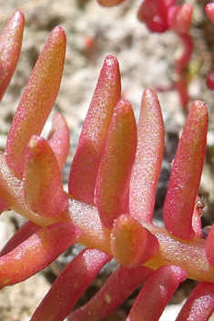 Sedum confertiflorum