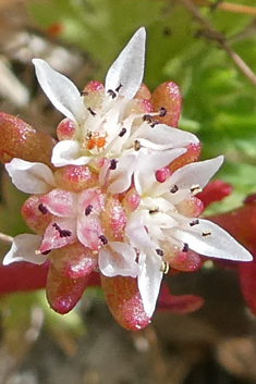 Sedum confertiflorum