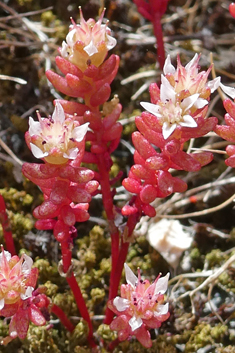 Sedum confertiflorum