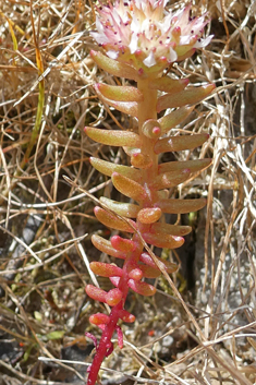 Sedum confertiflorum