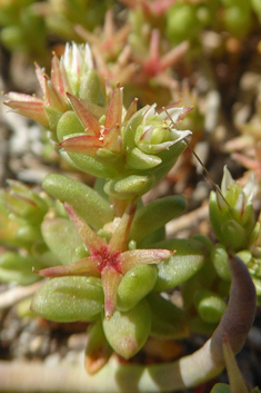 Tufted Stonecrop