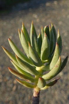 Pale Stonecrop