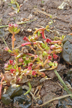 Vaillant's Pygmyweed