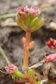 Vaillant's Pygmyweed