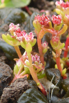 Vaillant's Pygmyweed