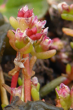 Vaillant's Pygmyweed