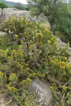 Bunny Ears Prickly-pear