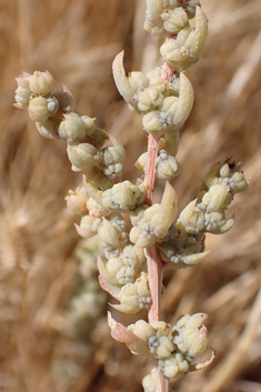 Mediterranean Sea-blite