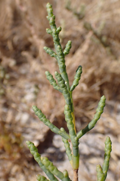 Southern Glasswort
