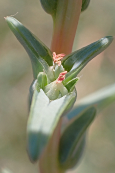 Spineless Saltwort