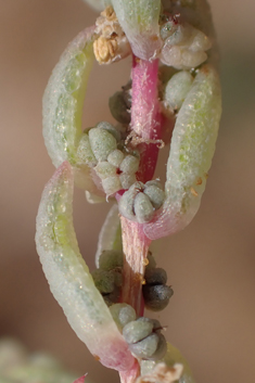 Mediterranean Sea-blite