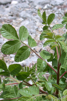 Mediterranean Sumac