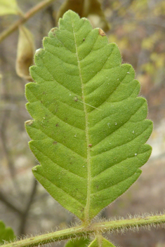 Mediterranean Sumac