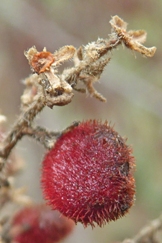 Mediterranean Sumac