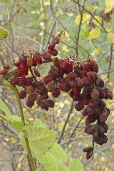 Mediterranean Sumac