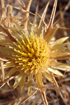 Flat-topped Carline Thistle