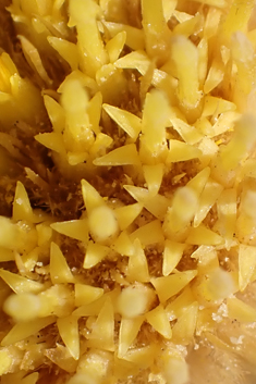 Flat-topped Carline Thistle