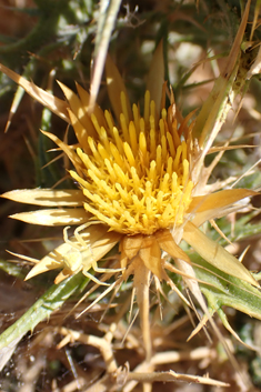 Flat-topped Carline Thistle