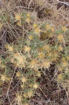 Flat-topped Carline Thistle