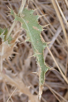 Flat-topped Carline Thistle