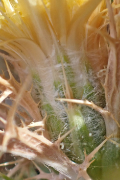 Flat-topped Carline Thistle
