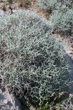 Spiny Knapweed