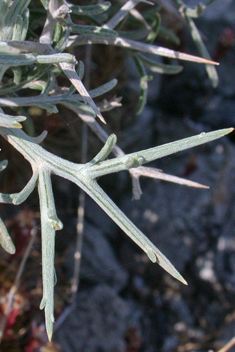 Spiny Knapweed