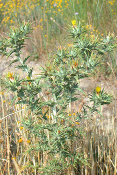 Downy Safflower